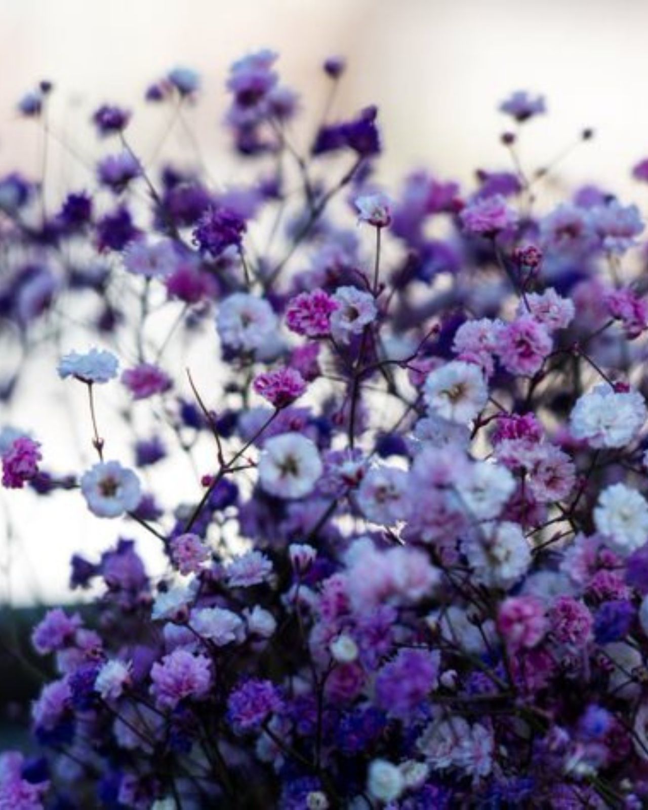 hostel-quito-flowers